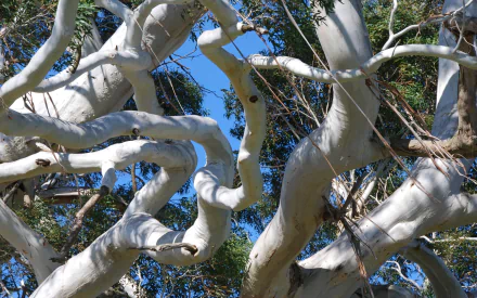 nature twisted tree HD Desktop Wallpaper | Background Image