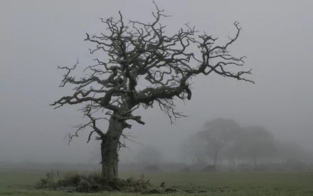 HD PC desktop wallpaper of a twisted, leafless tree standing alone in a foggy, nature-filled landscape with faint trees in the background.