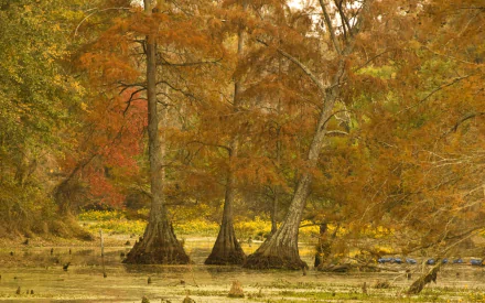 nature swamp HD Desktop Wallpaper | Background Image