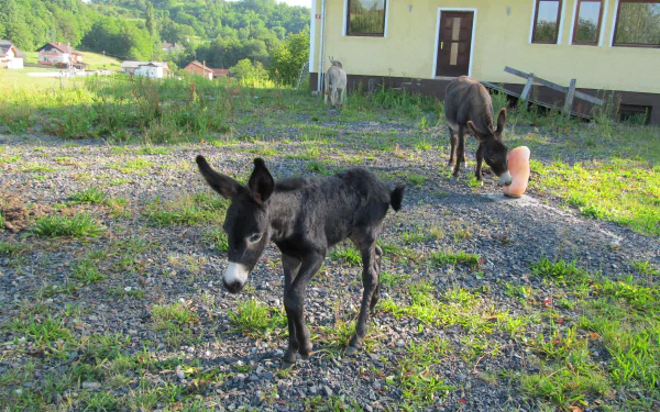 A HD desktop wallpaper showing a serene countryside scene with a baby donkey in the foreground, and two adult donkeys grazing near a house in the background. The lush, green landscape adds to the tranquil setting.