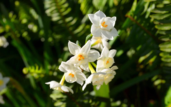 Close-up of white paperwhite narcissus (daffodil) cluster with yellow centers against blurred green foliage, HD PC desktop wallpaper background.