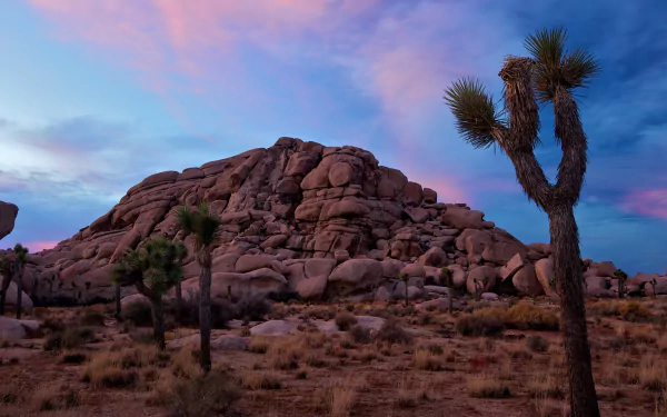 nature Joshua Tree National Park HD Desktop Wallpaper | Background Image