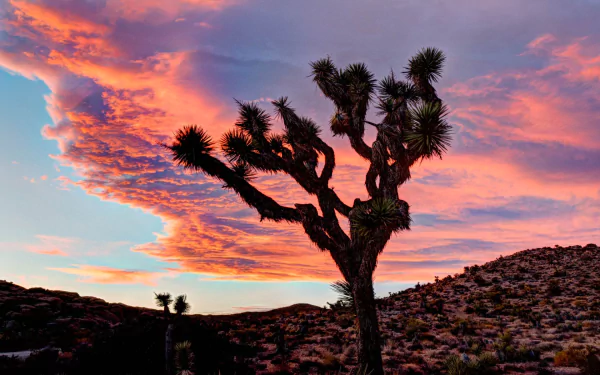 nature Joshua Tree National Park HD Desktop Wallpaper | Background Image