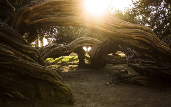 nature twisted tree HD Desktop Wallpaper | Background Image