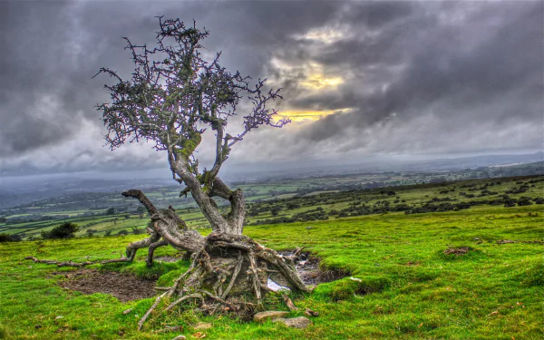 HD desktop wallpaper showing a twisted tree standing alone on vibrant green grass under a moody, cloud-filled sky in a natural landscape.