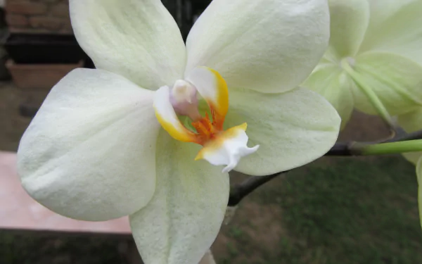  orhideja