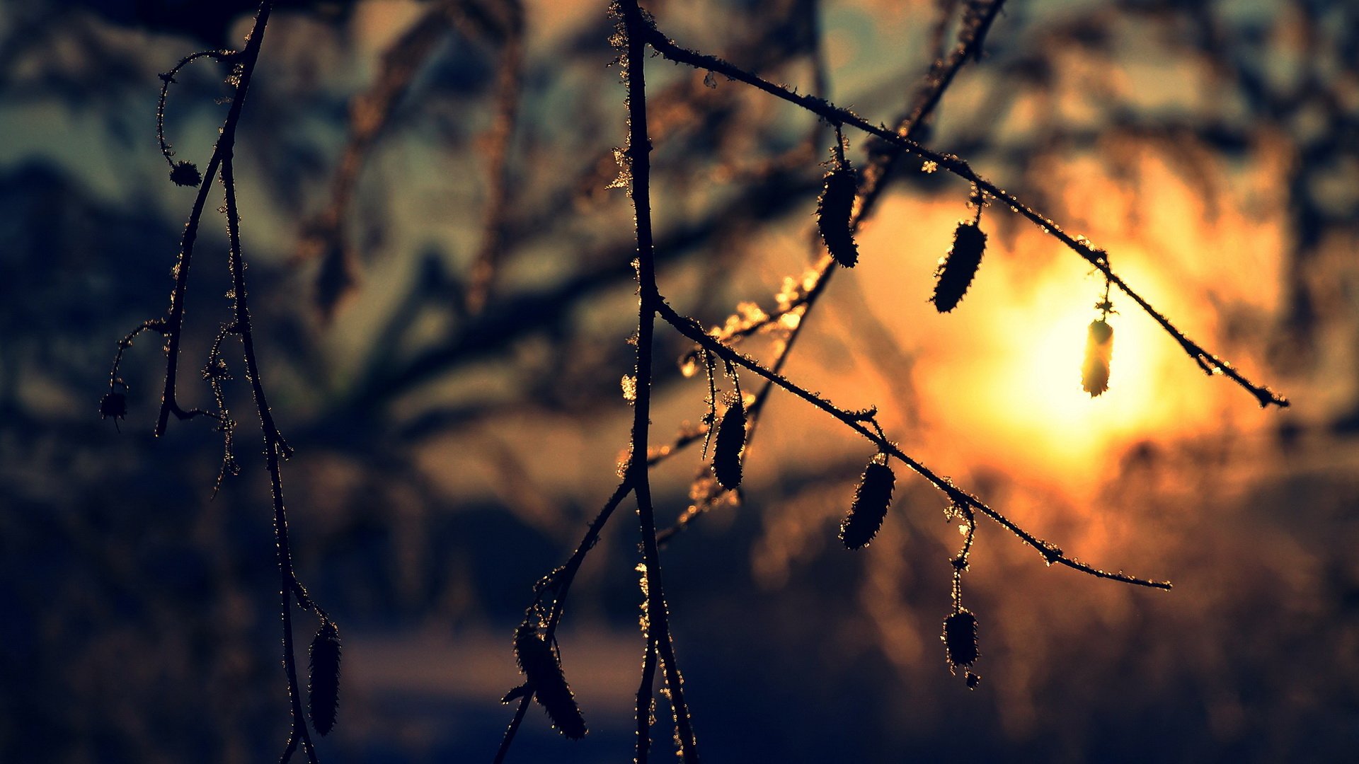 HD PC desktop wallpaper background — nature branch close-up with dangling catkins and glistening dew backlit by a warm sunset glow.