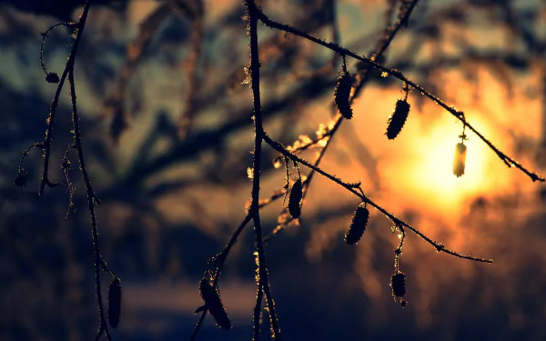 nature branch HD Desktop Wallpaper | Background Image