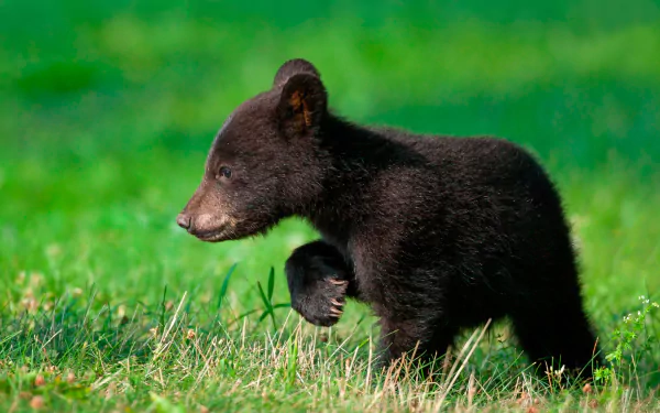 A black bear cub playfully exploring a vibrant green field, captured in high definition, serves as a striking PC desktop wallpaper and background.