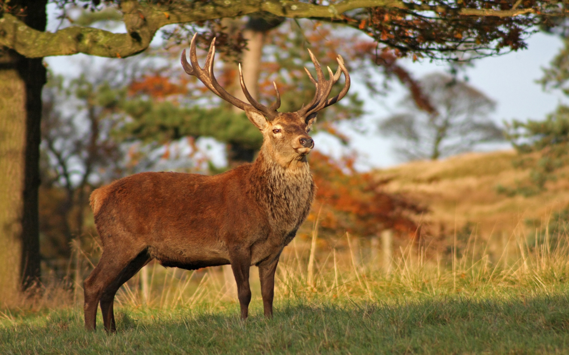 Hirsch Full HD Wallpaper and Hintergrund 1920x1200 ID 517684