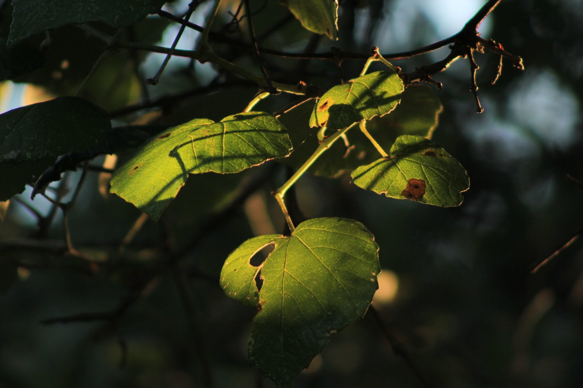 as the sun shines though by Zachary