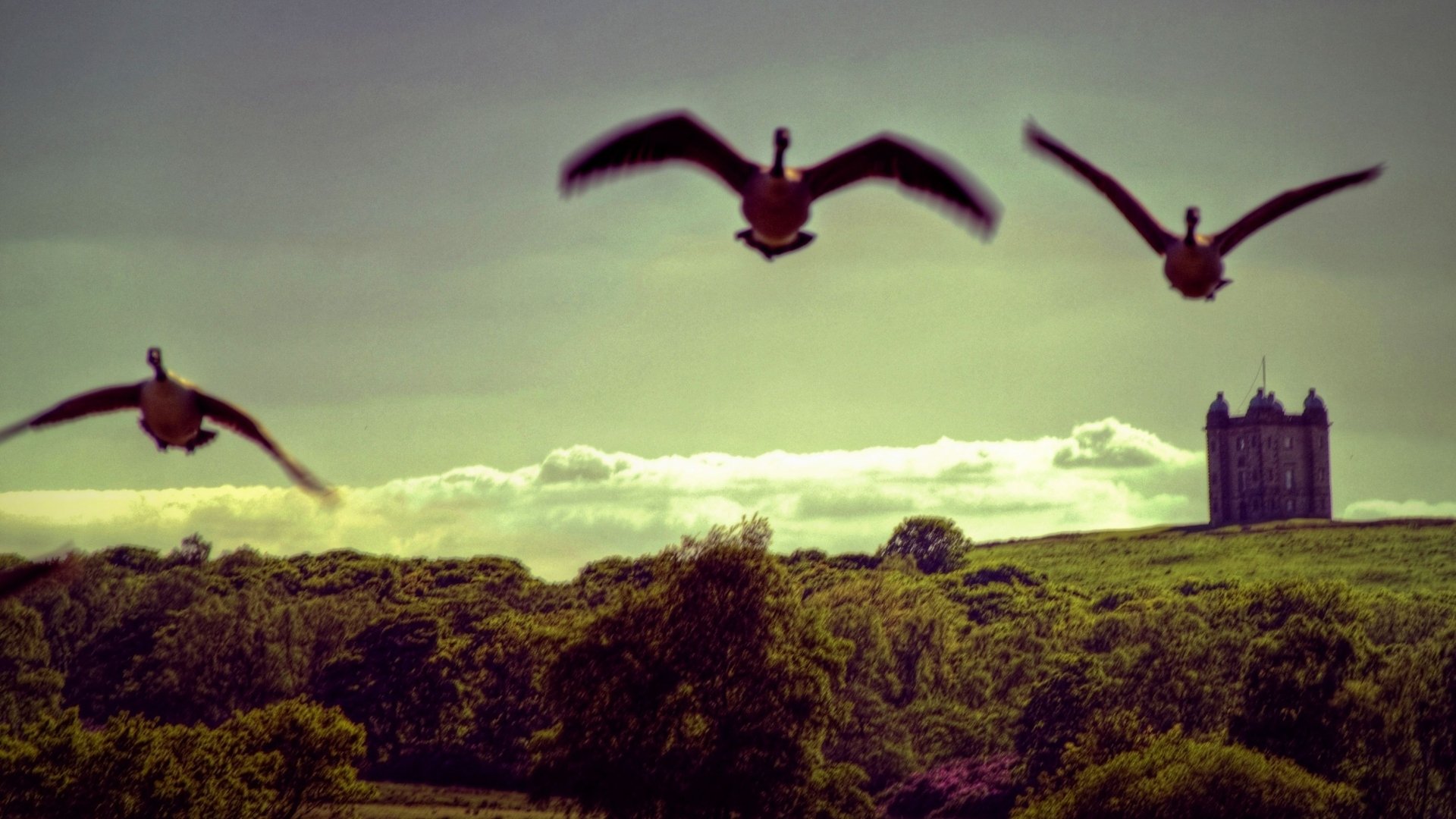 Download Man Made Lyme Park HD Wallpaper