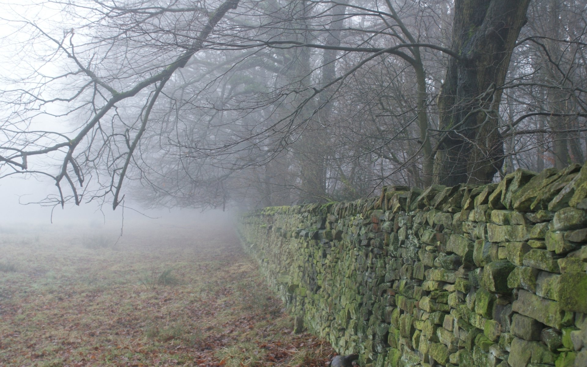 Download Man Made Lyme Park HD Wallpaper