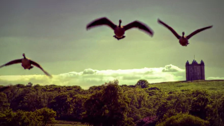  Lyme Park - The Cage