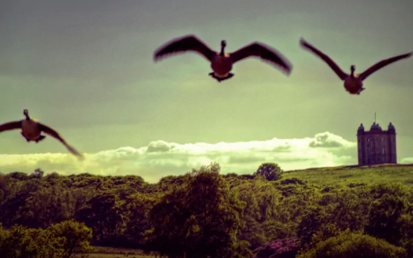  Lyme Park - The Cage