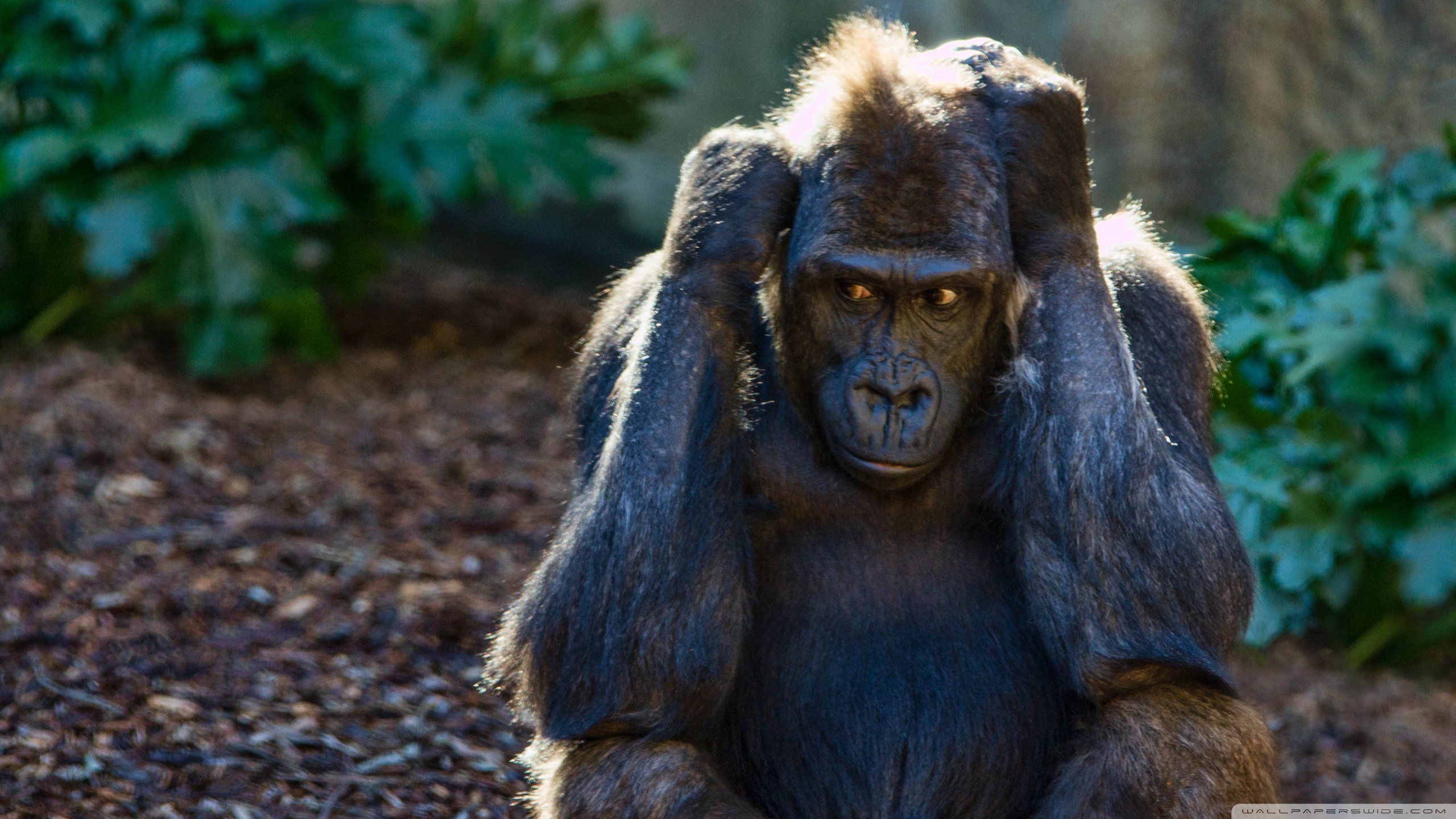download-animal-gorilla-hd-wallpaper