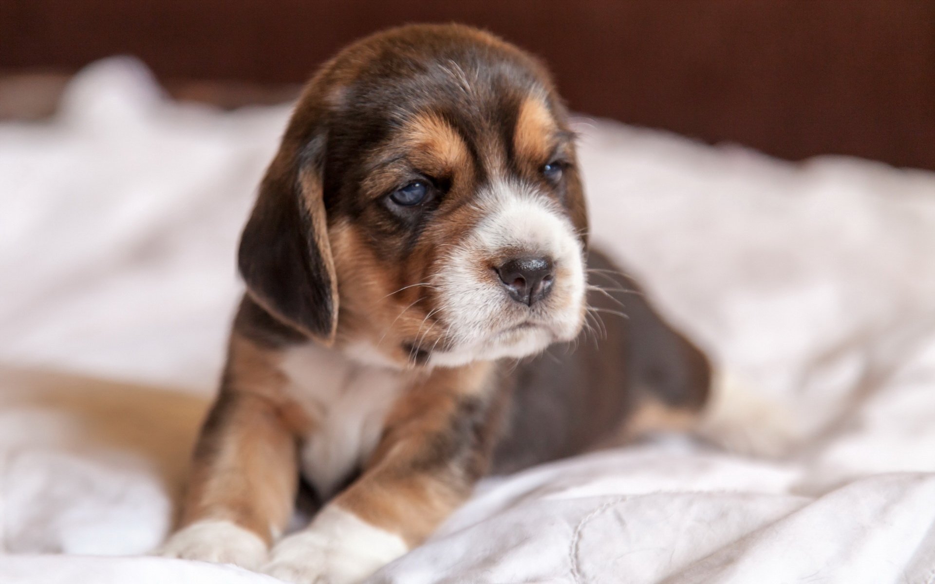A close-up of a puppy lying on a soft surface, showcasing its adorable features and playful expression. This image serves as a charming HD desktop wallpaper and background.