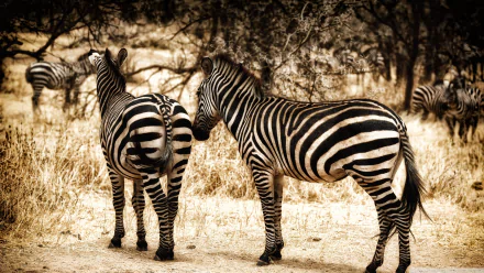 Two zebras with striking stripes stand in a natural setting, surrounded by dry grass and trees, creating an eye-catching HD desktop wallpaper and background.