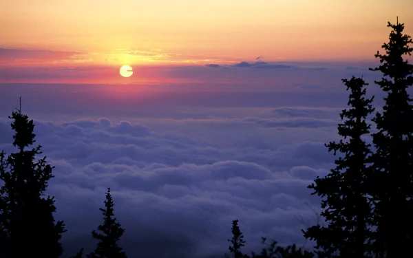 A serene sunrise paints the sky in warm hues above a sea of clouds, framed by silhouettes of tall trees, creating a stunning nature backdrop for HD desktop wallpaper.