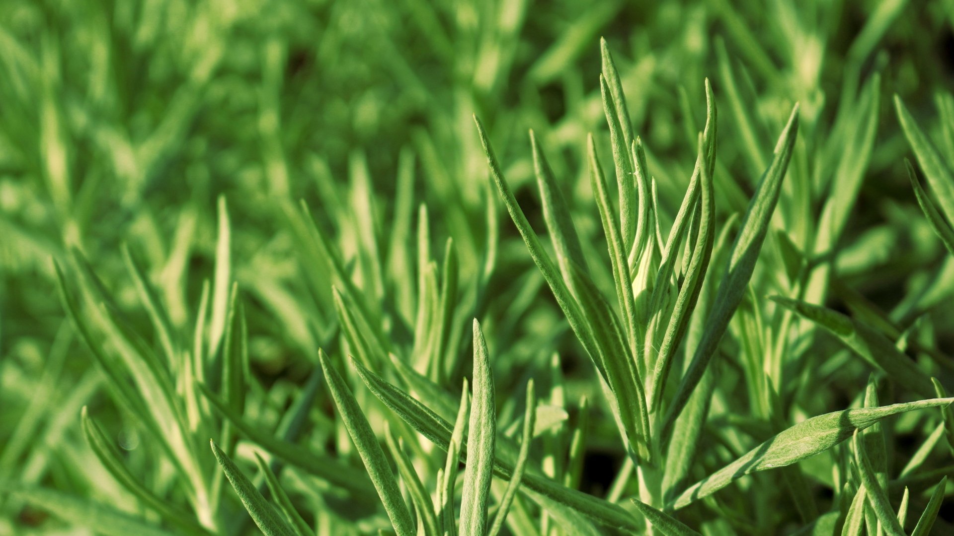 Download Nature Grass HD Wallpaper