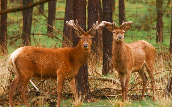 Animal Red Deer Deer HD Wallpaper | Background Image