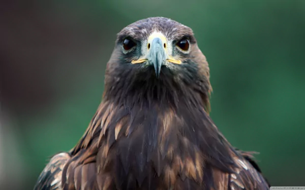 Close-up HD desktop wallpaper of a hawk with sharp eyes and detailed feathers against a blurred green background.