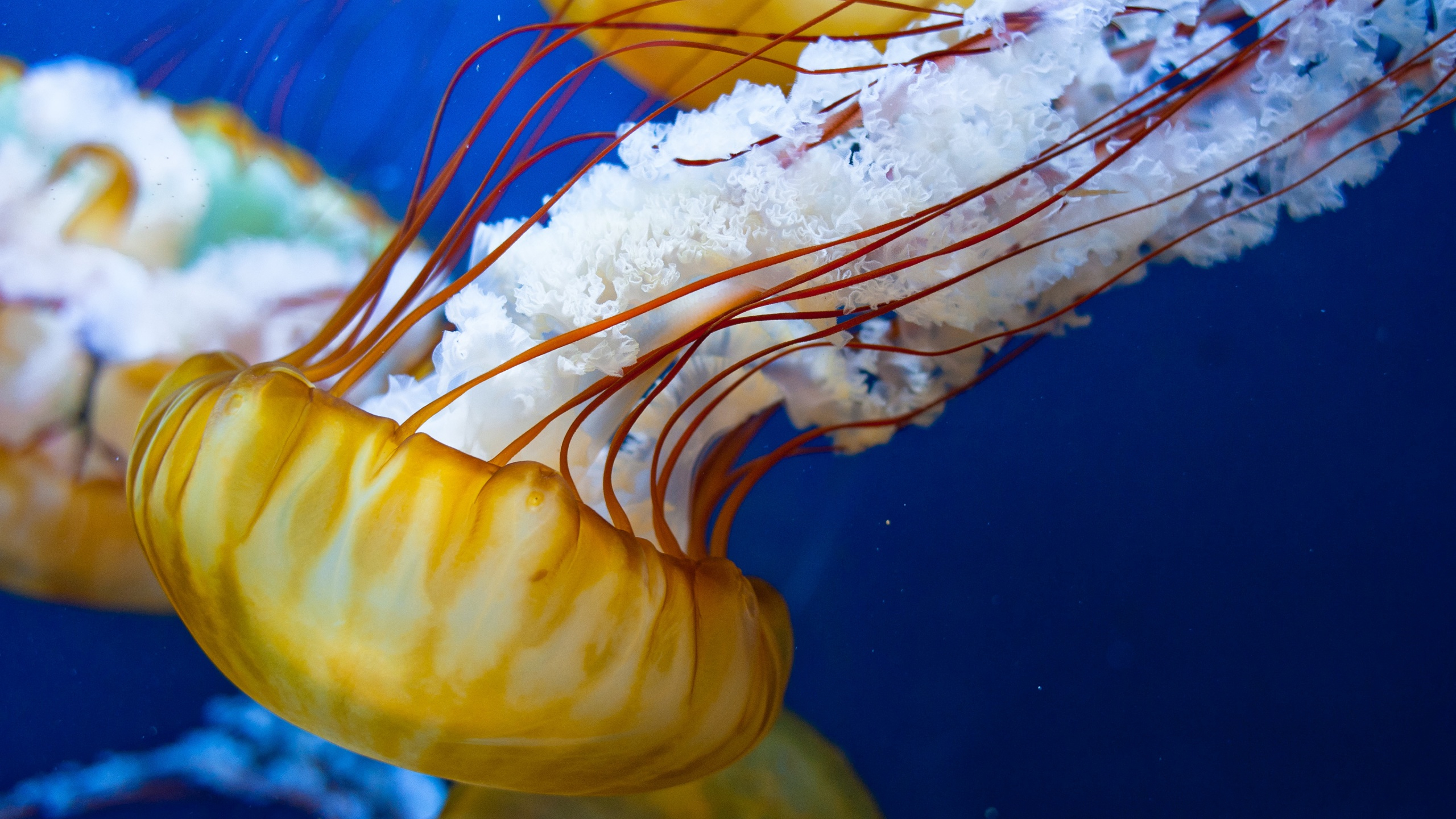 Japanese Sea Nettle