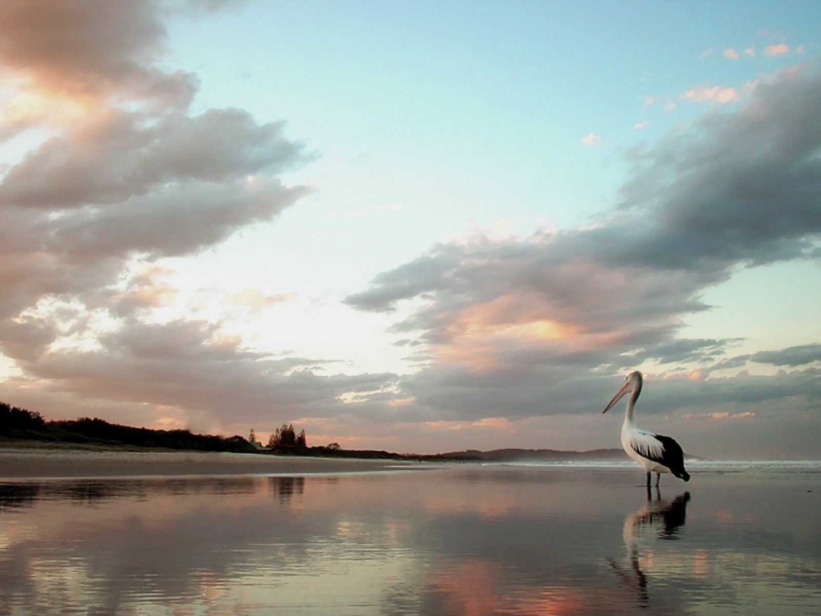 HD desktop wallpaper featuring a pelican standing in shallow water at sunset under a colorful sky with clouds.