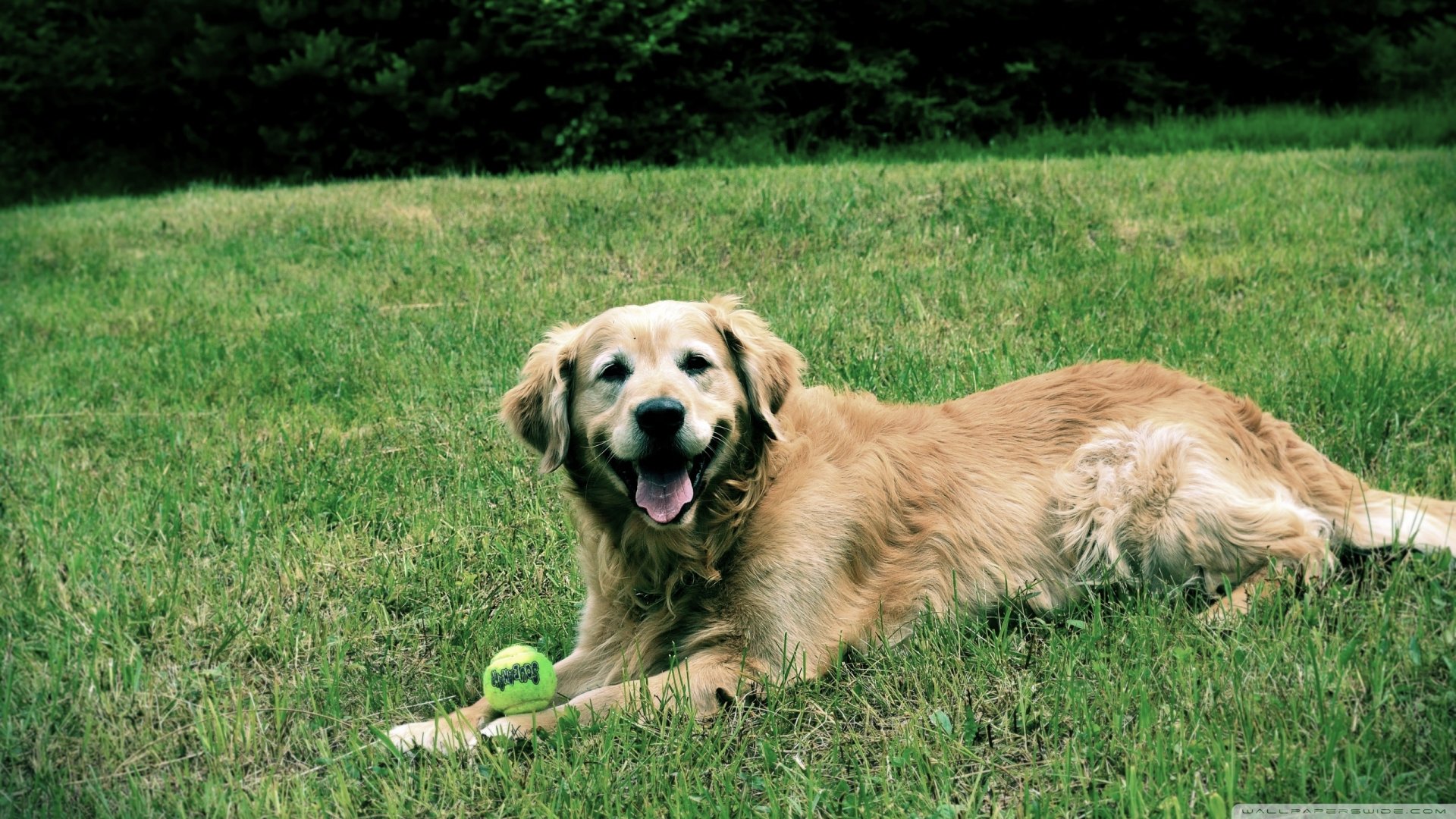A cheerful golden retriever lies on green grass, smiling with a tennis ball beside it. This HD image makes a vibrant desktop wallpaper or background showcasing the friendly dog.