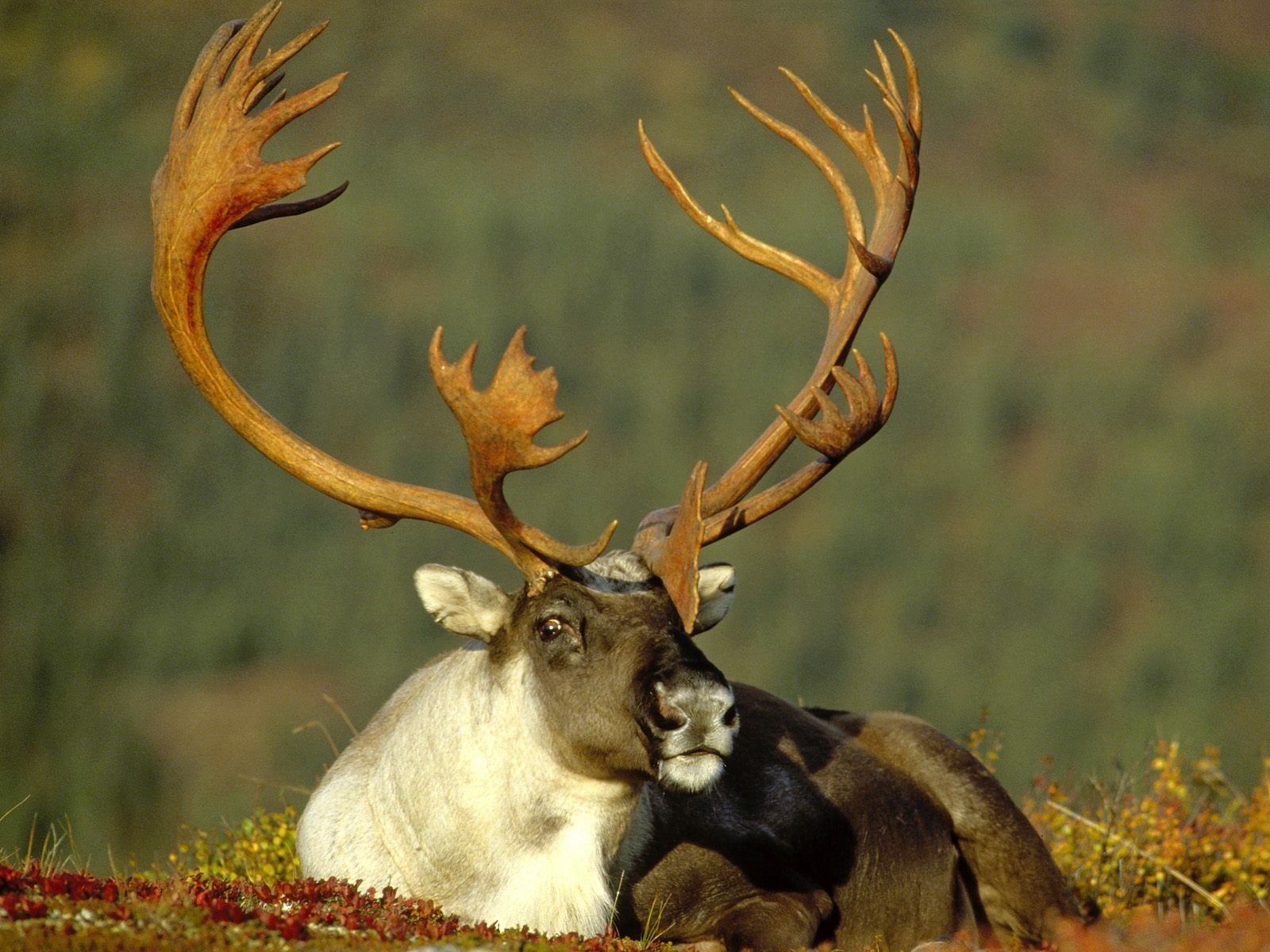 HD PC desktop wallpaper of an animal — a caribou with broad antlers resting against a soft, blurred green background.