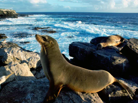 Animal seal HD Desktop Wallpaper | Background Image