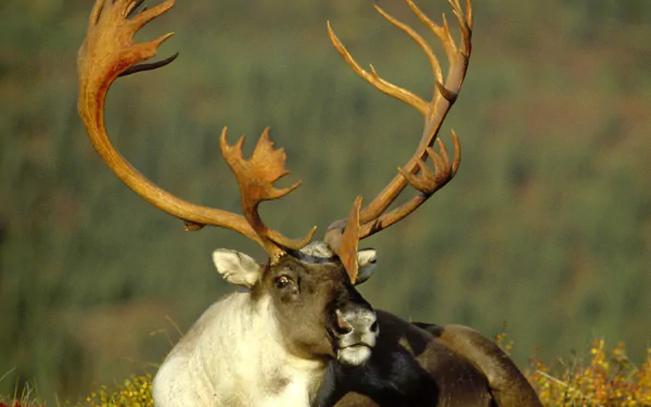 HD PC desktop wallpaper of an animal — a caribou with broad antlers resting against a soft, blurred green background.