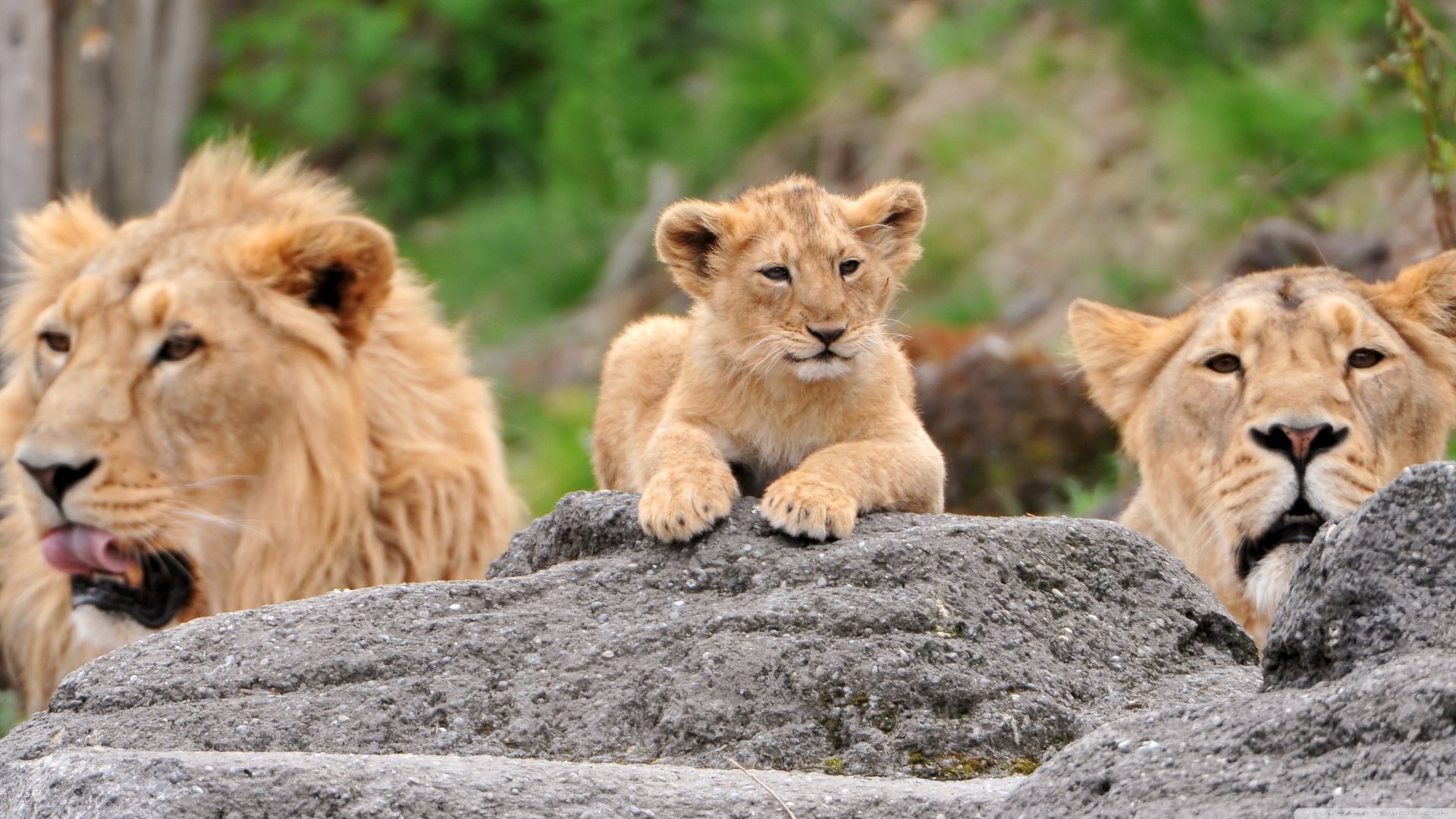 A lion cub rests on a rock, surrounded by two attentive lionesses. This vibrant HD wallpaper captures the essence of these majestic animals in their natural habitat.