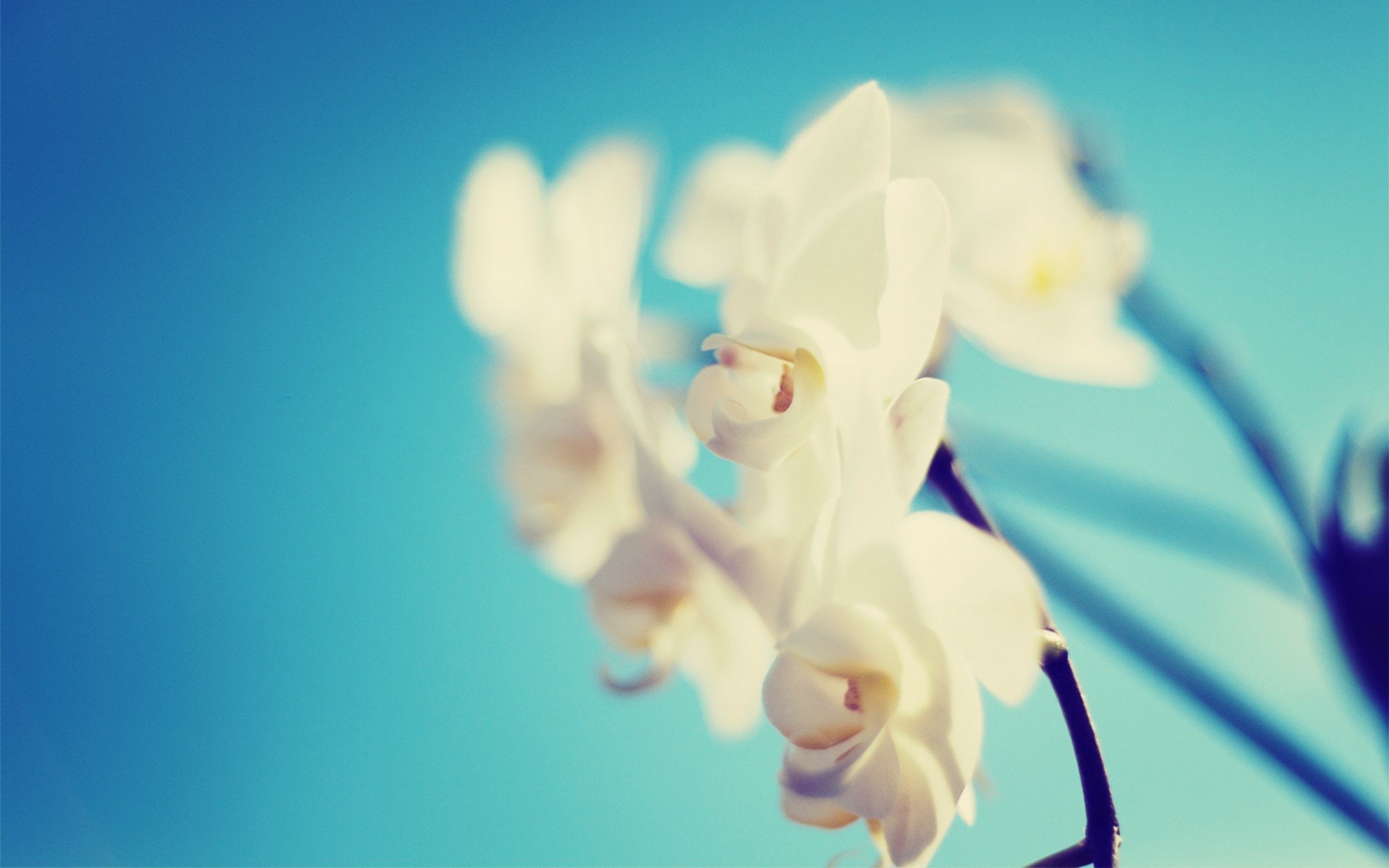Download Flower Nature Orchid HD Wallpaper