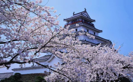 A stunning view of Himeji Castle framed by blooming sakura trees in spring, showcasing the beautiful blend of nature and man-made architecture in Japan.