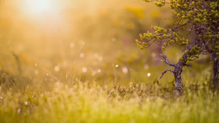 nature plant HD Desktop Wallpaper | Background Image