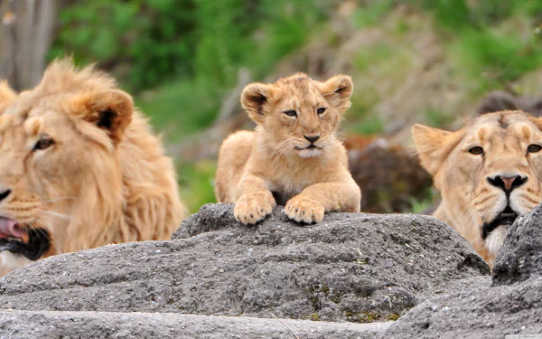 A lion cub rests on a rock, surrounded by two attentive lionesses. This vibrant HD wallpaper captures the essence of these majestic animals in their natural habitat.