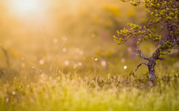 nature plant HD Desktop Wallpaper | Background Image