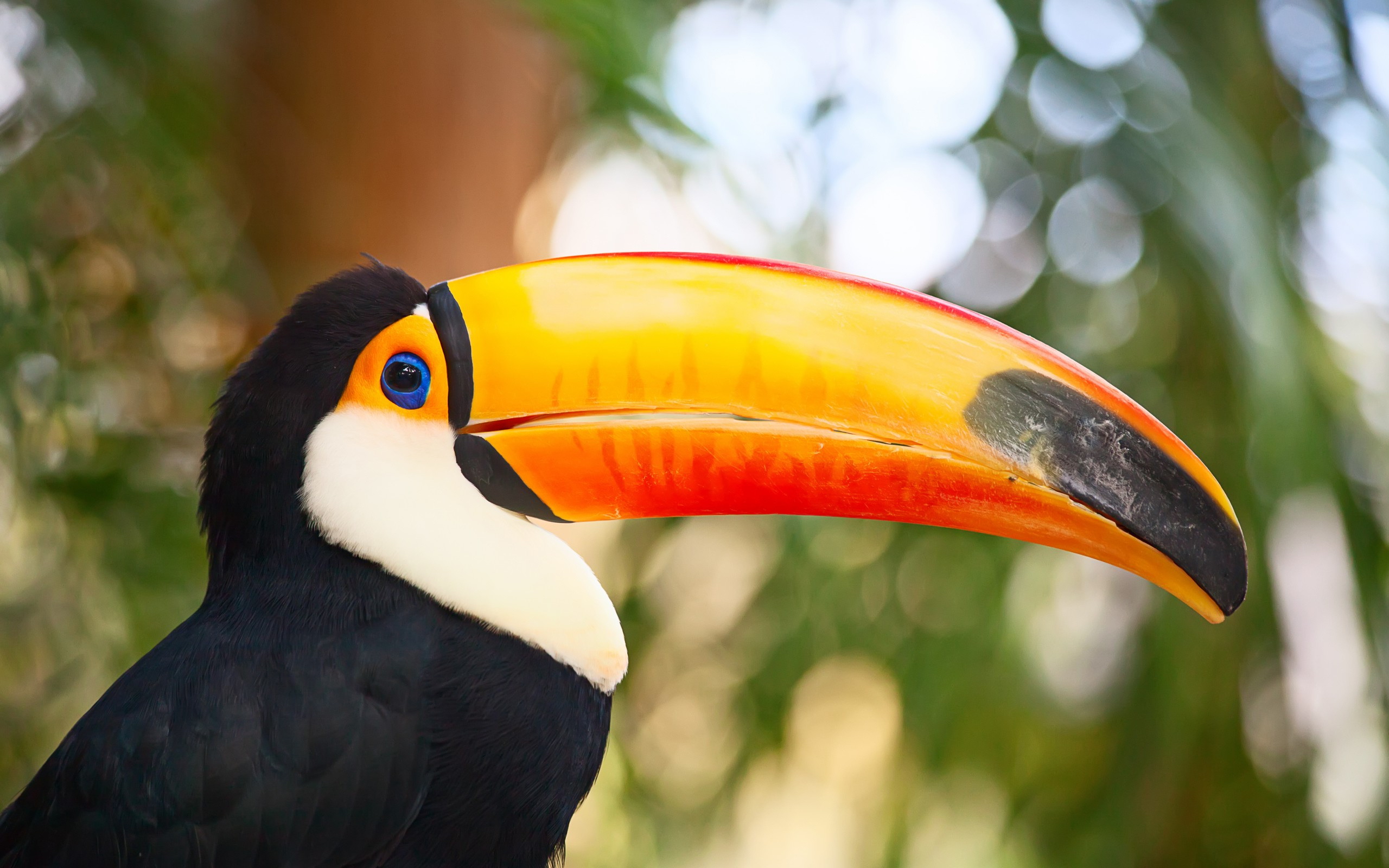 Toco toucan Full HD Wallpaper and Background | 2560x1600 | ID:523012