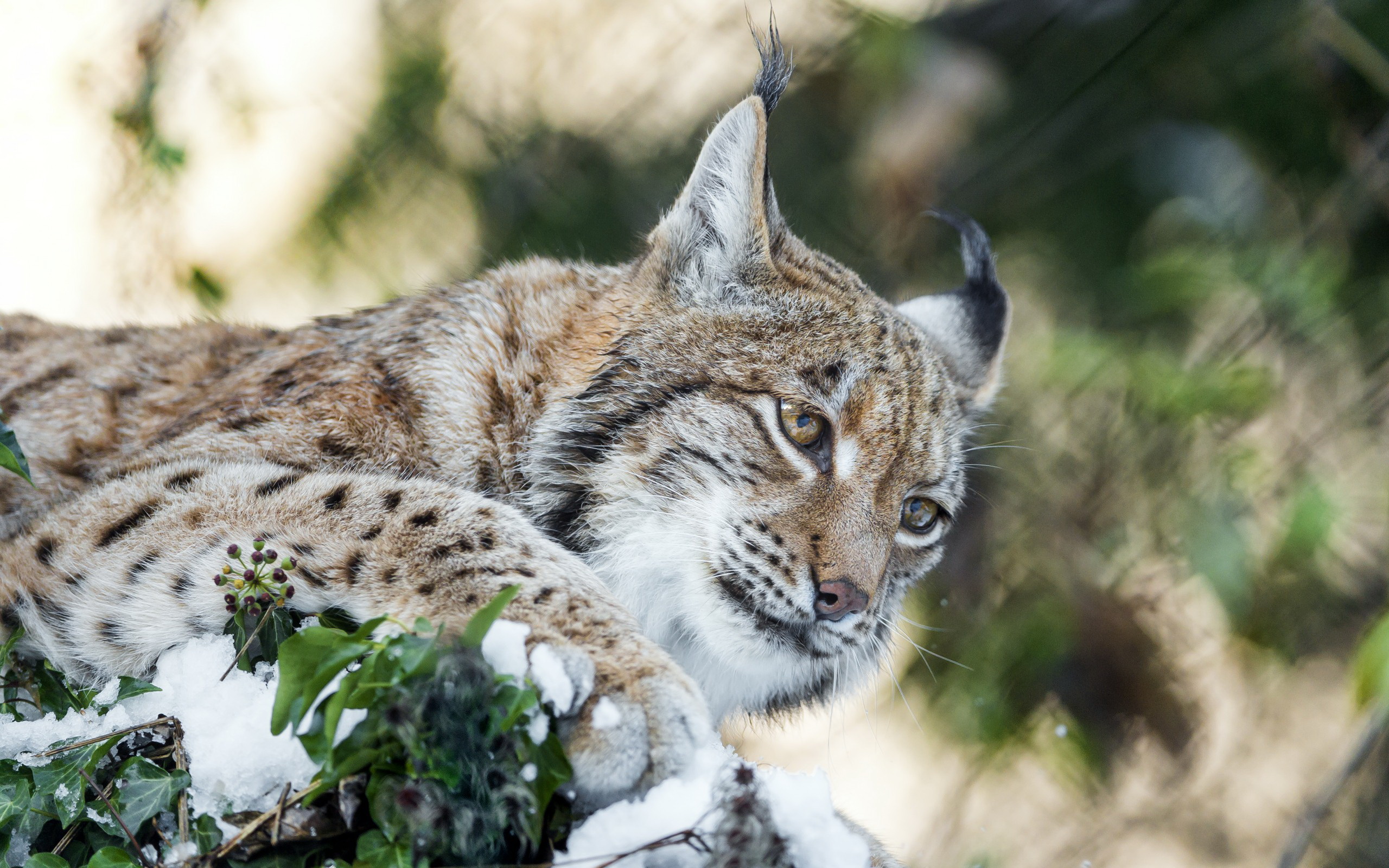 Фотки рыси. Рысь — Lynx Lynx. Гималайская Рысь. Туркестанская Рысь. Рысь Уссурийской тайги.