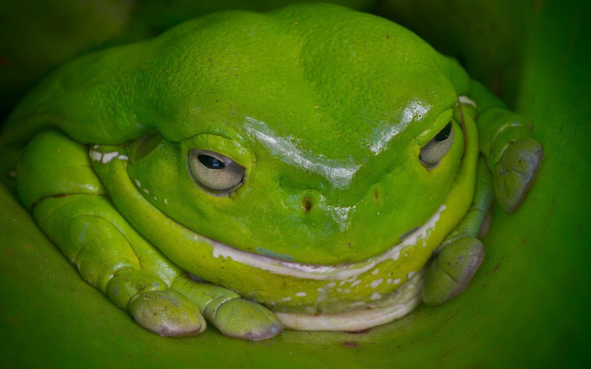 Download Animal Frog  HD Wallpaper