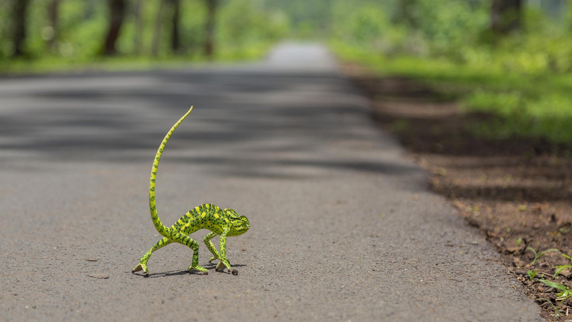 HD PC desktop wallpaper/background: vivid green lizard (animal) walking across a sunlit paved road with a blurred, tree-lined background.