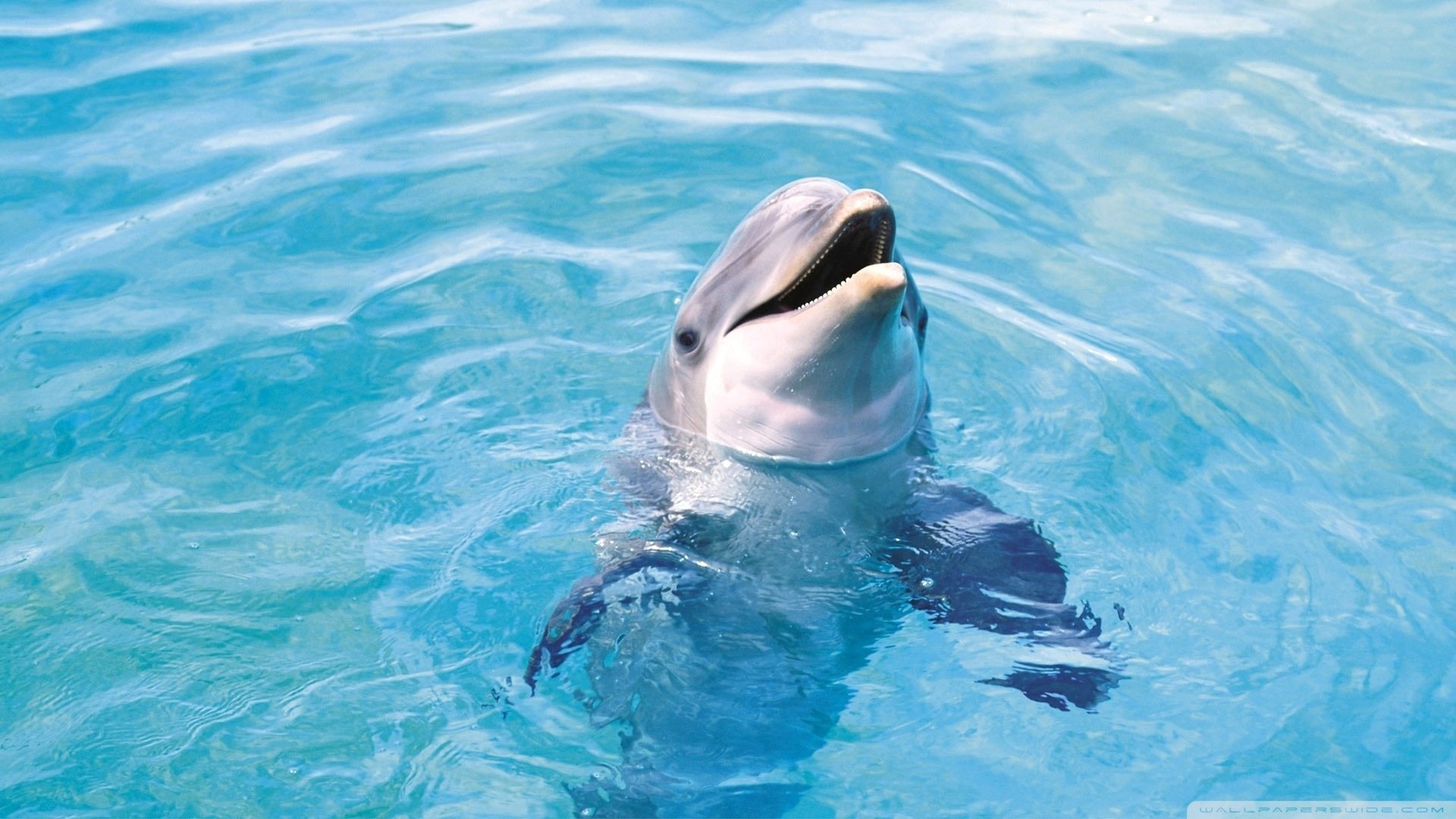 HD PC desktop wallpaper featuring a playful dolphin rising from clear blue water, capturing the beauty and grace of this marine animal.