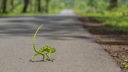 HD PC desktop wallpaper/background: vivid green lizard (animal) walking across a sunlit paved road with a blurred, tree-lined background.