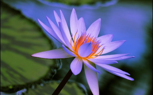 180+ Water Lily HD Wallpapers | Background Images