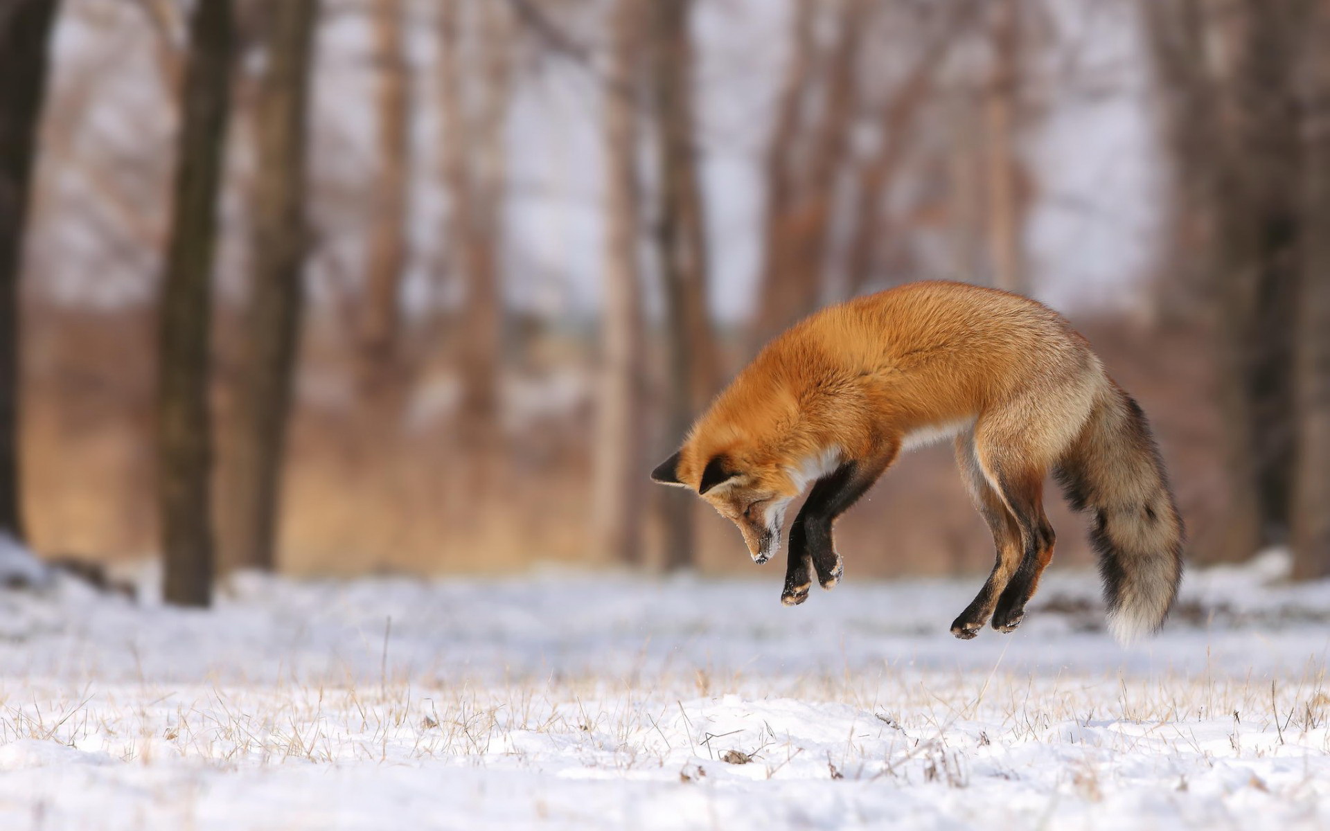 Download Animal Fox HD Wallpaper