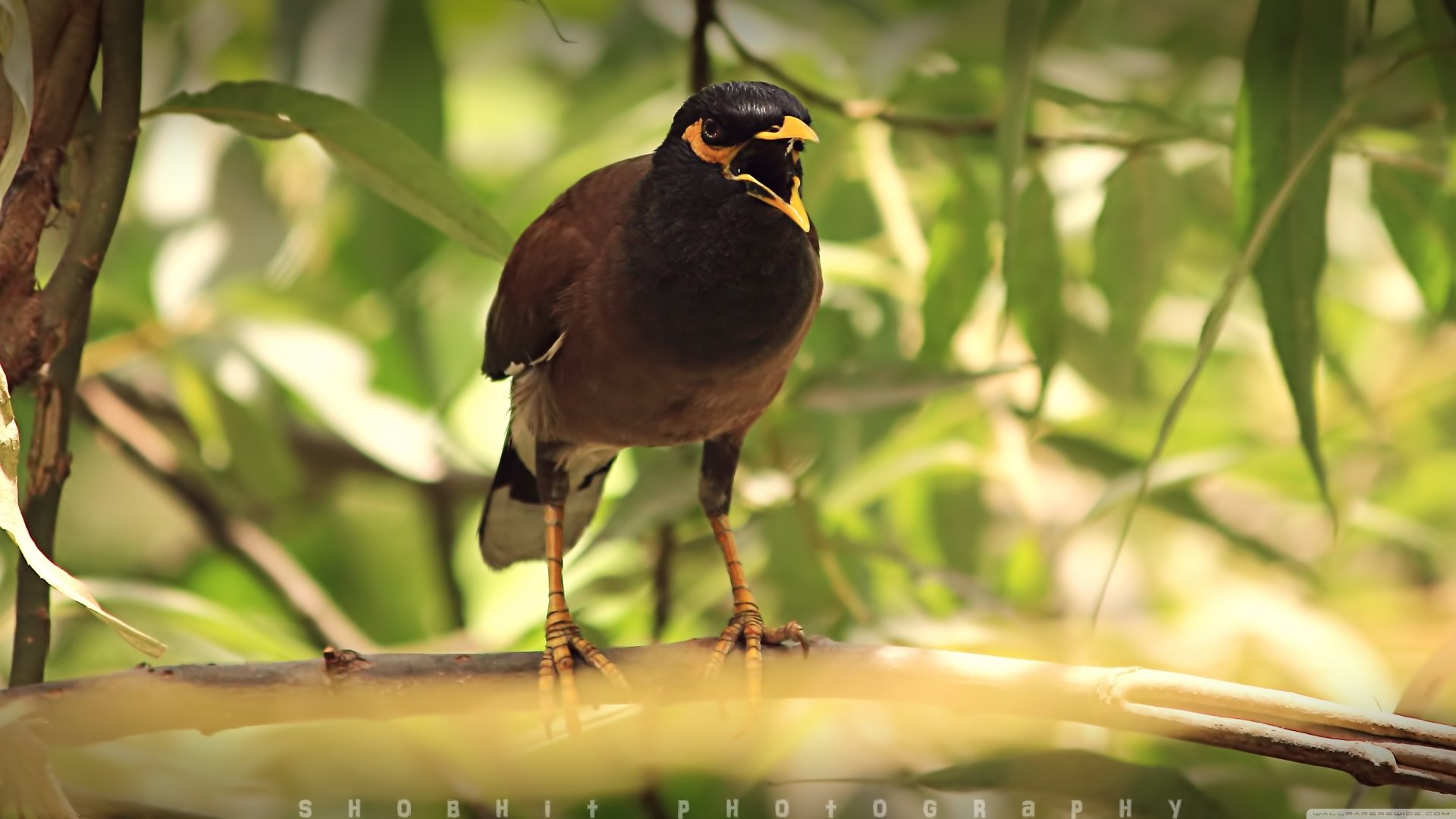 Close-up of a myna bird perched on a branch in a natural setting, captured in stunning detail for a 4K Ultra HD PC desktop wallpaper and background.
