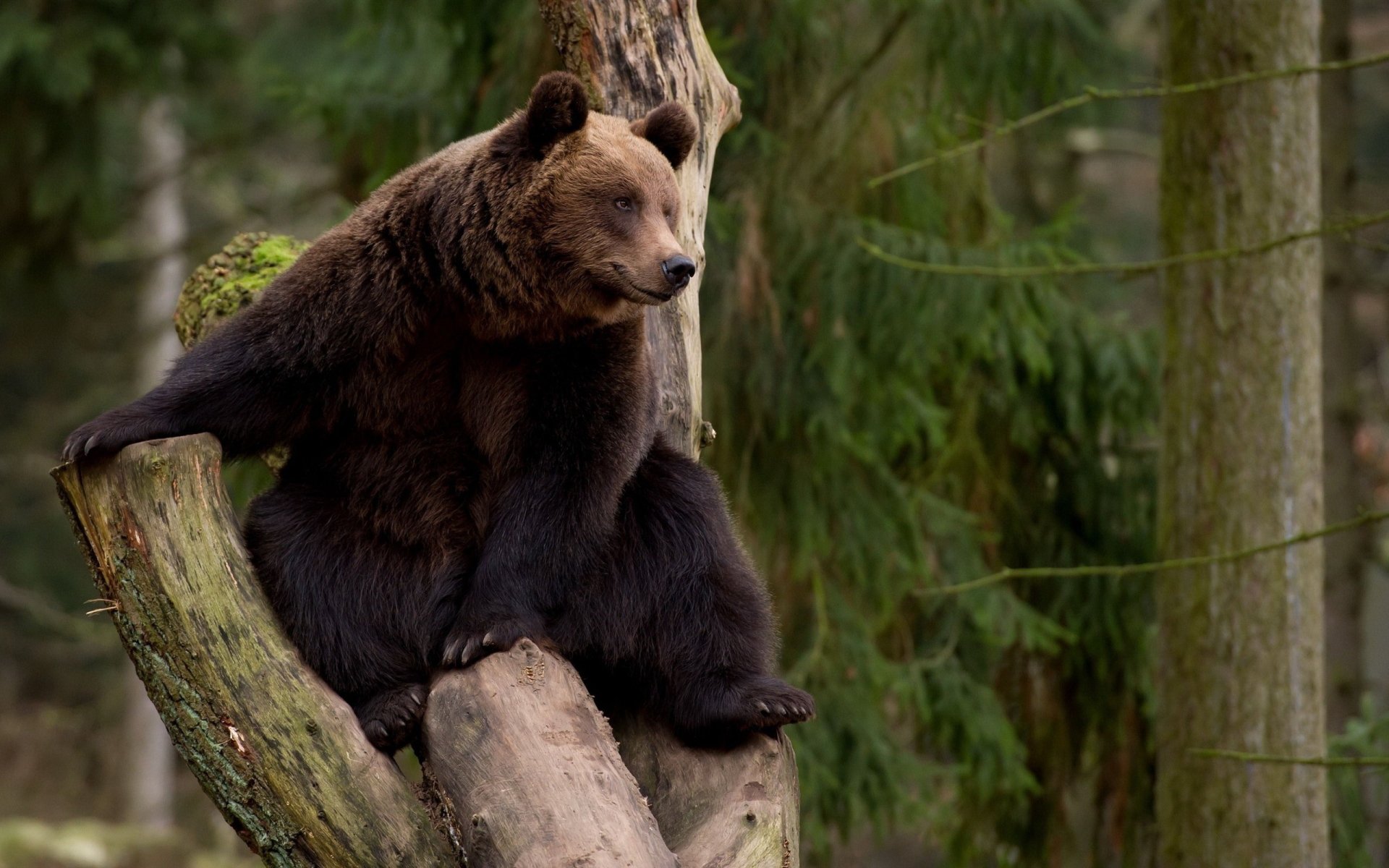 A bear sits gracefully on a tree branch, surrounded by lush greenery. This stunning image captures the majesty of wildlife, serving as an HD PC desktop wallpaper and background.