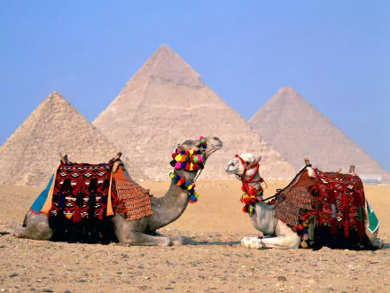 Animal camel HD Desktop Wallpaper | Background Image