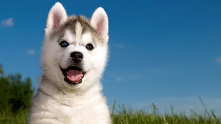 HD desktop wallpaper featuring a joyful Husky puppy in a green field under a clear blue sky.